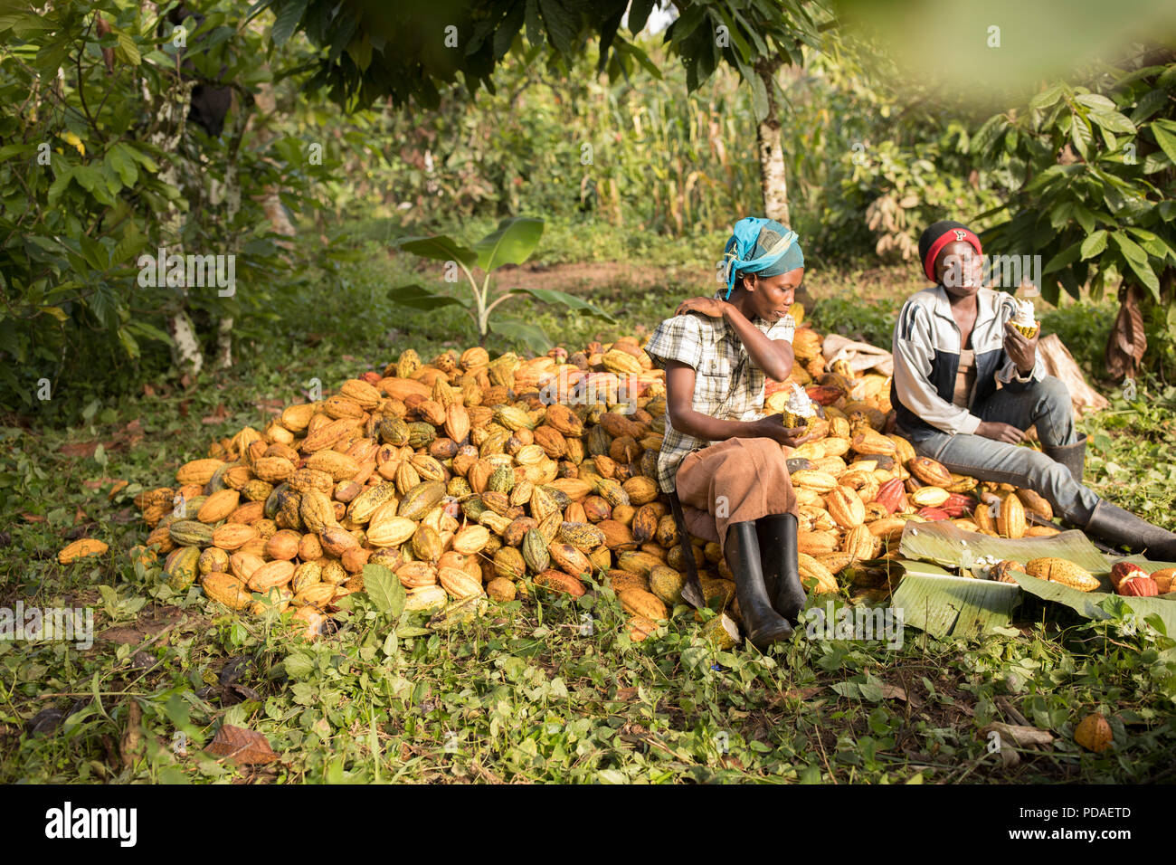 Arbeitnehmer die süße Frucht geniessen Sie von Kakaobohnen, spucken die Bohne, die Schokolade auf der Plantage in Mukono, Uganda verwendet wird. Stockfoto