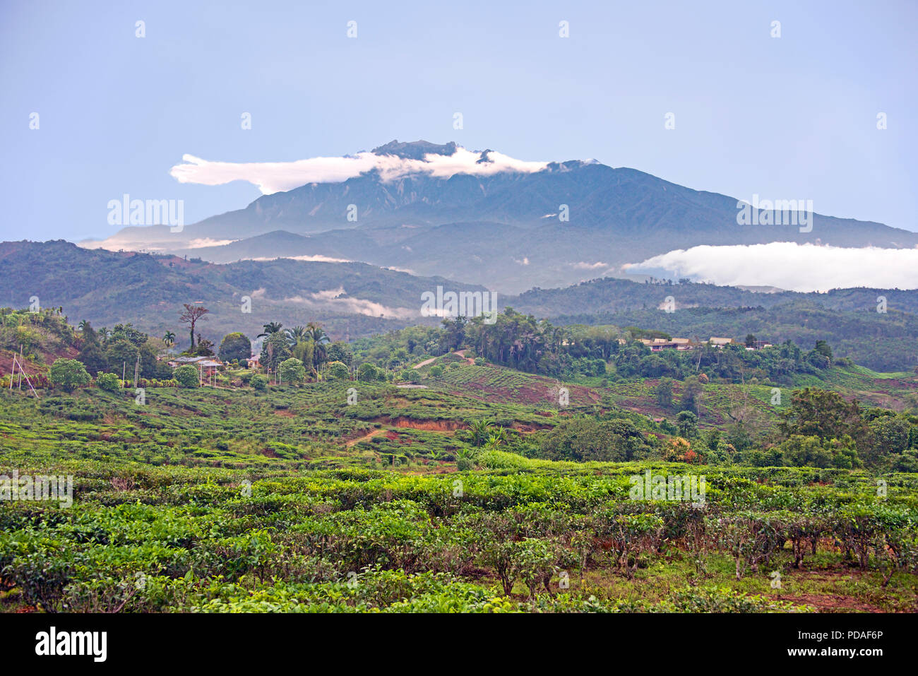 Sabah Tee Plantage im Vordergrund mit dem Hintergrund Mount Kinabalu in Sabah Borneo Malaysia Föderation Stockfoto