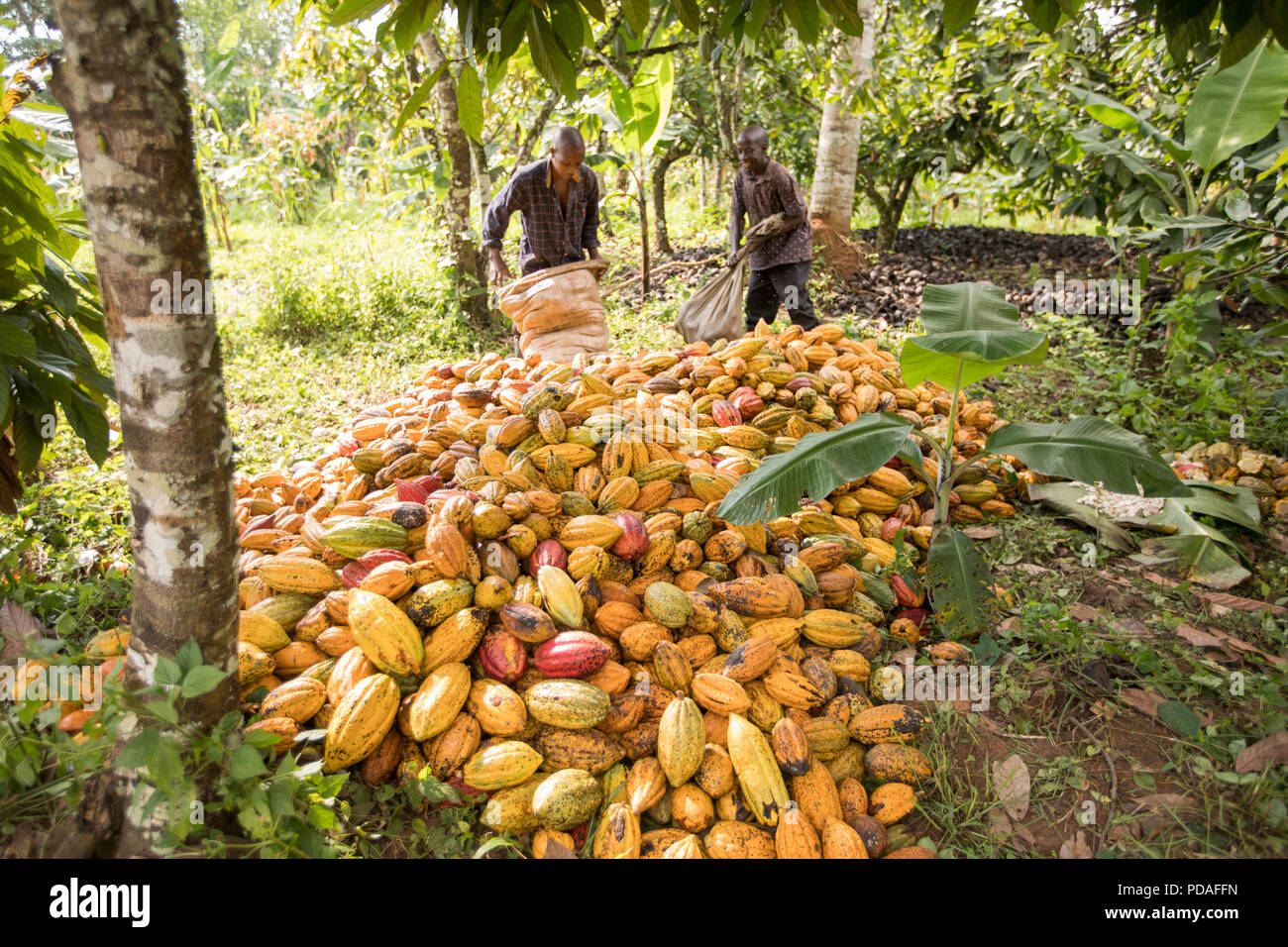 Frisch geernteten Kakaobohnen sind bis auf einen Kakao Plantage im Distrikt Mukono, Uganda, Ostafrika angehäuft. Stockfoto
