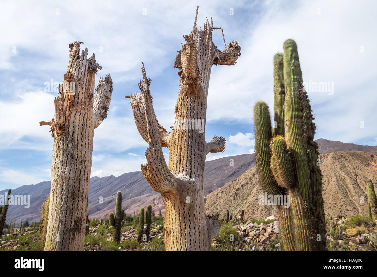 Cardones Kaktus Holz in Pucara de Tilcara pre-Inka Ruinen - Tilcara, Jujuy,  Argentinien Stockfotografie - Alamy