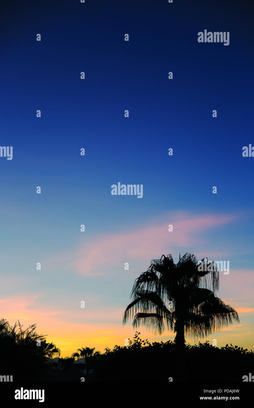 Silhouette eines einsamen Palme gegen die Dämmerung Himmel. Exotischen Hintergrund mit kopieren. Vertikale navy blue minimal Sommer Card. Stockfoto
