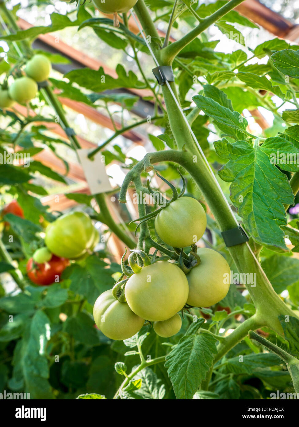 Christtomaten auf dem Weinbau und Reifung in einem traditionellen Teakholz-Gewächshaus, Eine ertragsreiche Tomatenvielfalt in der Sommersaison Stockfoto
