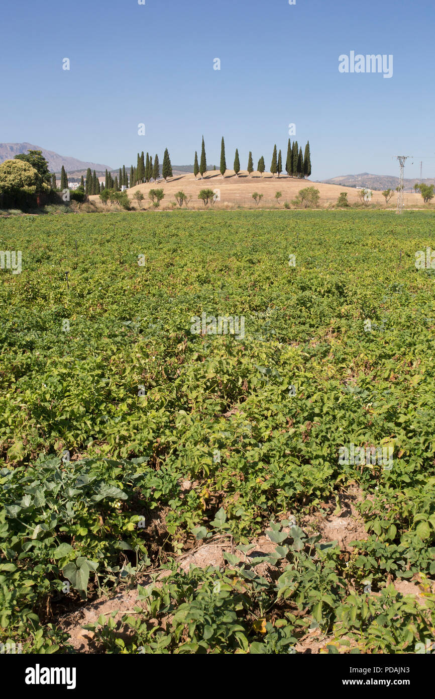 Tholos El Romeral Grabhügel steht über Antequera Ackerland, Malaga, Spanien Stockfoto