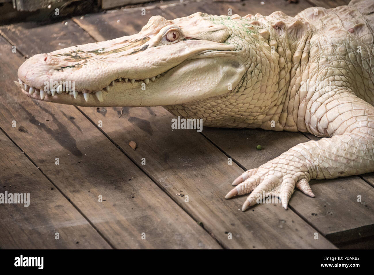 Albino Alligator bei St. Augustine Alligator Farm Tierpark in St. Augustine, FL. (USA) Stockfoto