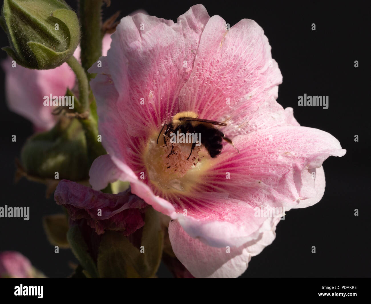 Nahaufnahme eines Honey Bee Pollen sammeln von einem rosafarbenen Malve Blume. Das Bild hat einen selektiven Fokus mit einem schwarzen Hintergrund. Stockfoto