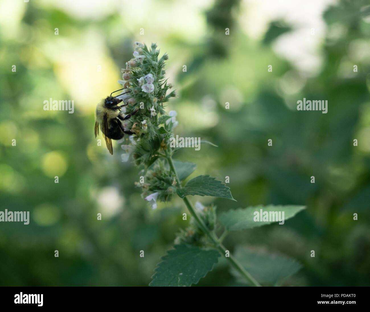 Eine Biene sammelt Pollen aus Blüten auf einem Katzenminze Anlage. Bild hat flache Tiefenschärfe. Stockfoto
