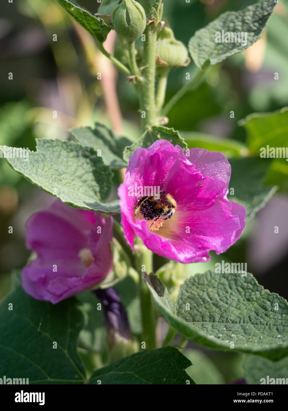 Ein Honey Bee Pollen sammeln in einem fuchsia Malve Blume. Geringe Tiefenschärfe. Stockfoto