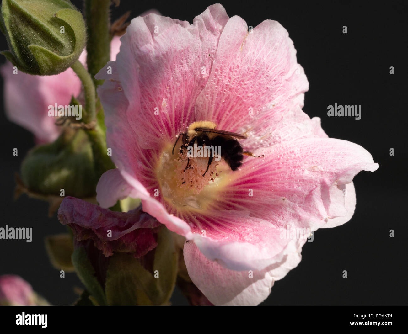 Nahaufnahme eines Honey Bee Pollen sammeln von einem rosafarbenen Malve Blume. Das Bild hat einen selektiven Fokus mit einem schwarzen Hintergrund. Stockfoto