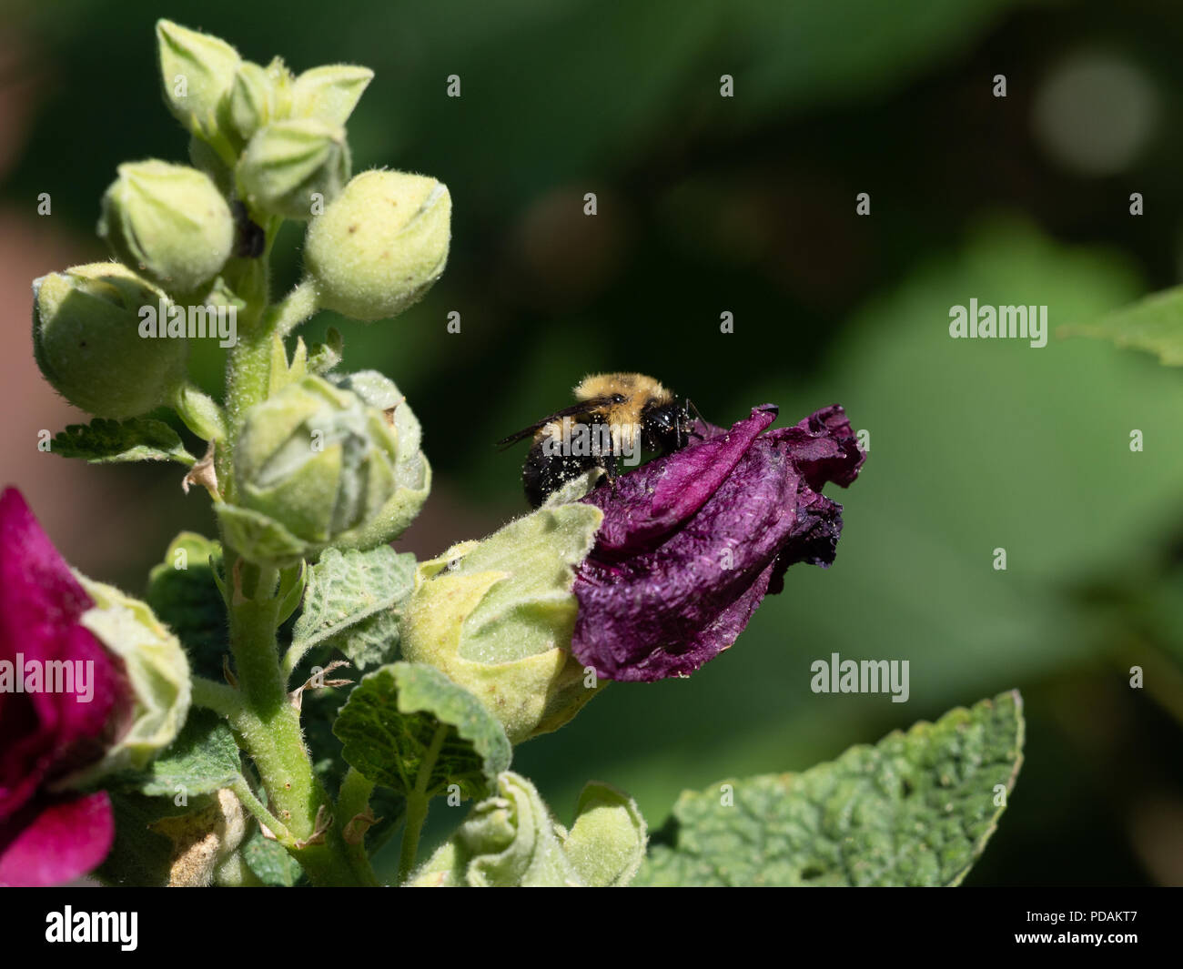 Honey Bee im Profil sammeln Pollen aus einem alten Malve Blume dargestellt. Geringe Tiefenschärfe. Bild kopieren. Stockfoto