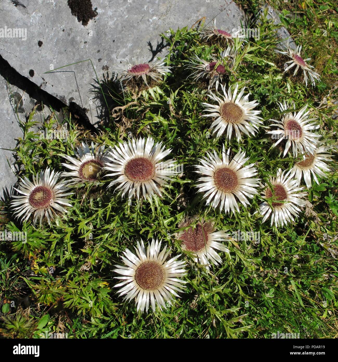 Silber Disteln. Schönen Wildblumen wachsen in den Alpen. Stockfoto