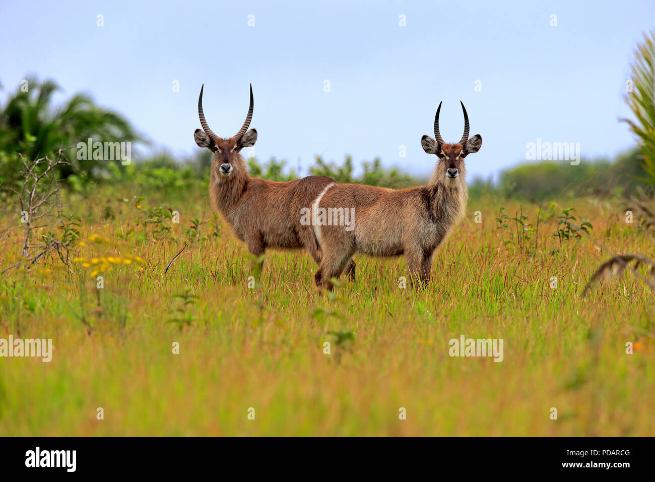 Gemeinsame Wasserbock, erwachsenen Männchen, Isimangaliso Wetland Park, Kwazulu Natal, Südafrika, Afrika, Kobus ellipsiprymnus Stockfoto