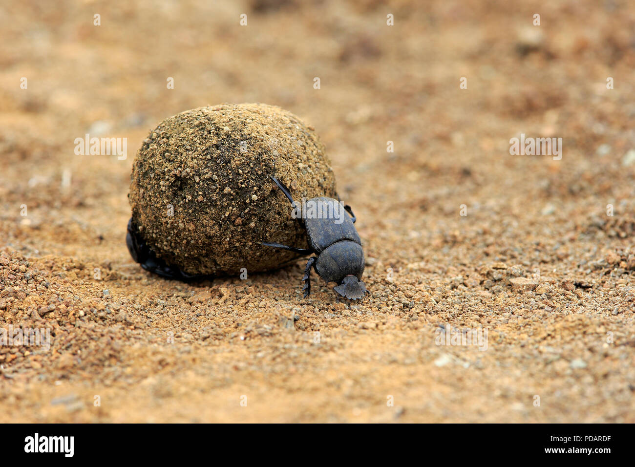 Mistkäfer, Erwachsene paar Brötchen Elefant dung für die Eiablage, Isimangaliso Wetland Park, Kwazulu Natal, Südafrika, Afrika, Scarabaeus sacer Stockfoto