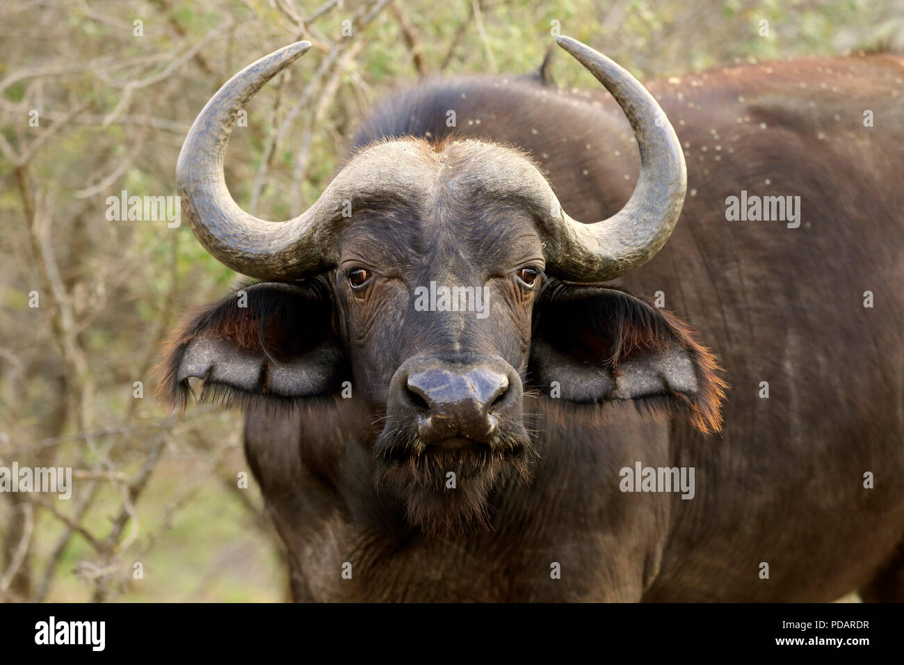 Afrikanische Büffel, Erwachsener, Hluhluwe Umfolozi Nationalpark, Hluhluwe iMfolozi Nationalpark, KwaZulu Natal, Südafrika, Afrika, Syncerus caffer Stockfoto