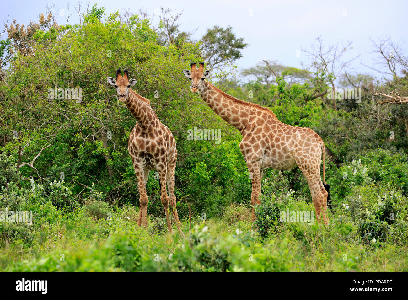 Kap Giraffe, zwei subadults, Saint Lucia Estuary, Isimangaliso Wetland Park, Kwazulu Natal, Südafrika, Afrika, Giraffa Camelopardalis giraffa Stockfoto