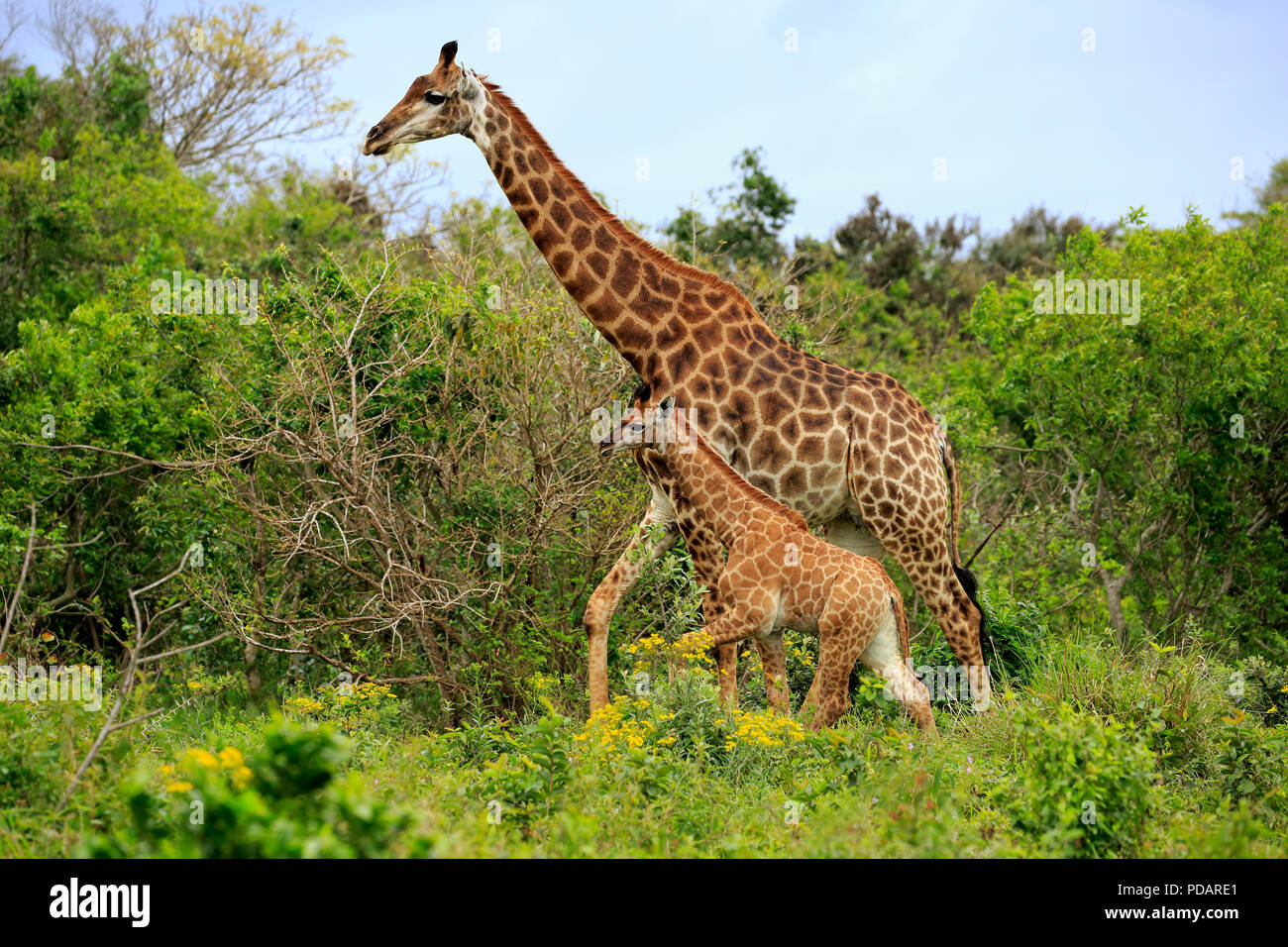 Kap Giraffe, erwachsenes Weibchen mit Jungen, Saint Lucia Estuary, Isimangaliso Wetland Park, Kwazulu Natal, Südafrika, Giraffa Camelopardalis giraffa Stockfoto