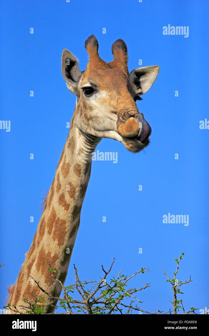 Kap Giraffe, Erwachsener, Saint Lucia Estuary, Isimangaliso Wetland Park, Kwazulu Natal, Südafrika, Afrika, Giraffa Camelopardalis giraffa Stockfoto