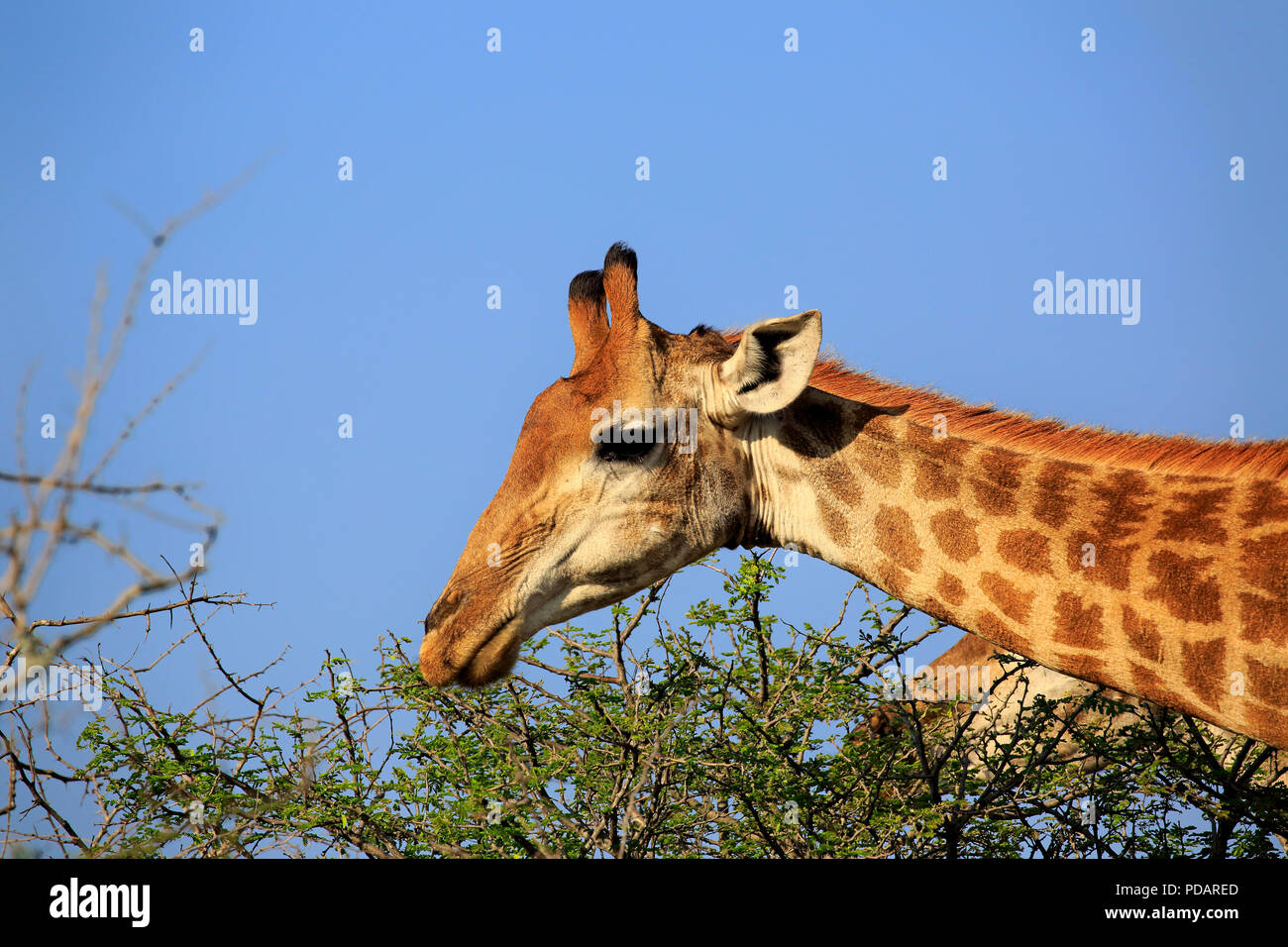 Kap Giraffe, Erwachsener, Saint Lucia Estuary, Isimangaliso Wetland Park, Kwazulu Natal, Südafrika, Afrika, Giraffa Camelopardalis giraffa Stockfoto