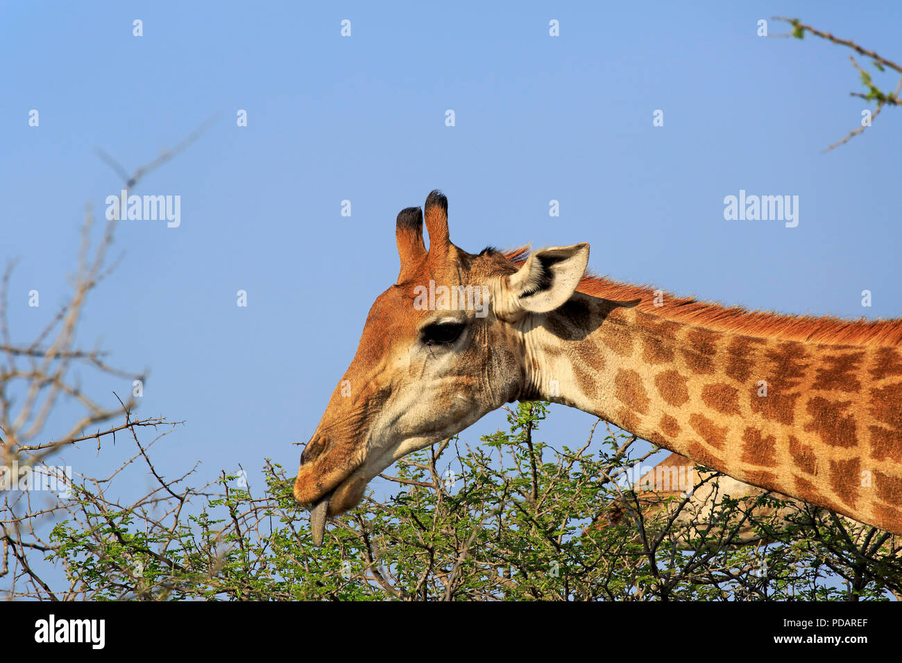 Kap Giraffe, Erwachsener, Saint Lucia Estuary, Isimangaliso Wetland Park, Kwazulu Natal, Südafrika, Afrika, Giraffa Camelopardalis giraffa Stockfoto