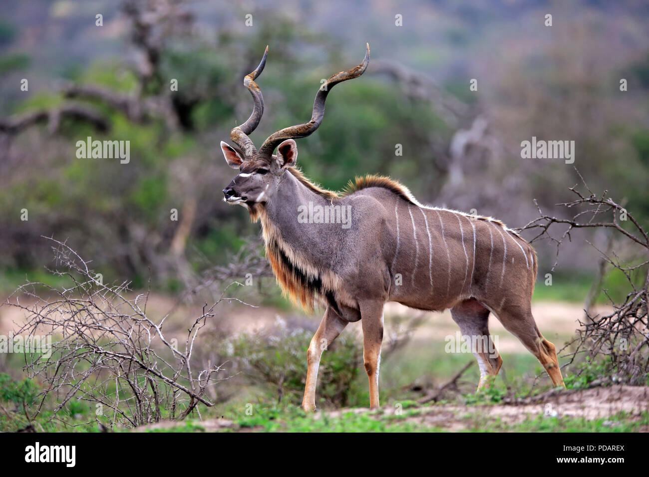 Kudus, erwachsenen männlichen, Hluhluwe Umfolozi Nationalpark, Hluhluwe iMfolozi Nationalpark, KwaZulu Natal, Südafrika, Strepsiceros zambesiensis Stockfoto