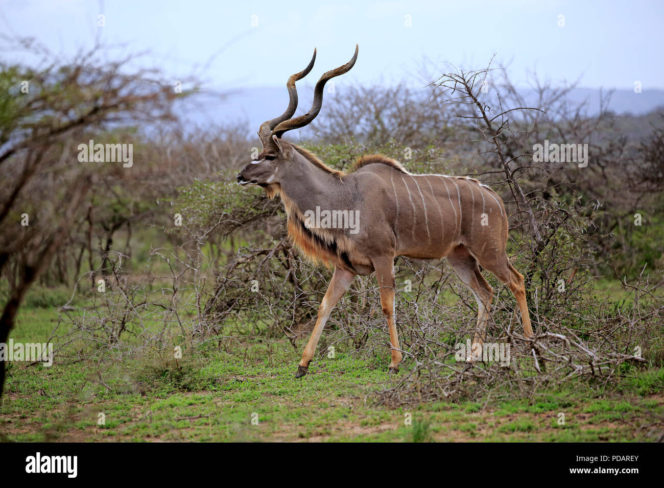 Kudus, erwachsenen männlichen, Hluhluwe Umfolozi Nationalpark, Hluhluwe iMfolozi Nationalpark, KwaZulu Natal, Südafrika, Strepsiceros zambesiensis Stockfoto