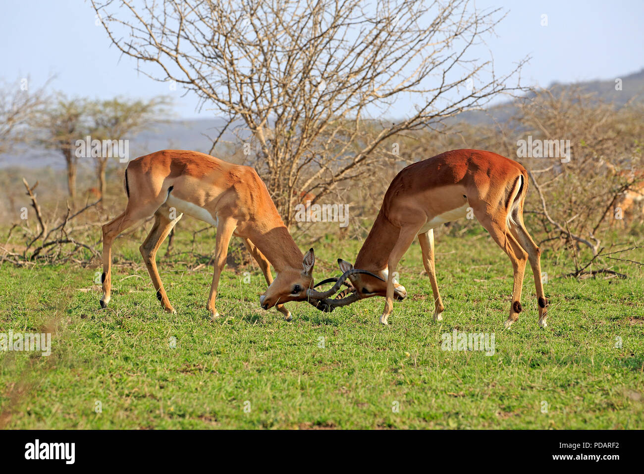 Impala, zwei junge Erwachsene Männer kämpften, Hluhluwe Umfolozi Nationalpark, KwaZulu Natal, Südafrika, Afrika, Aepyceros melampus Stockfoto