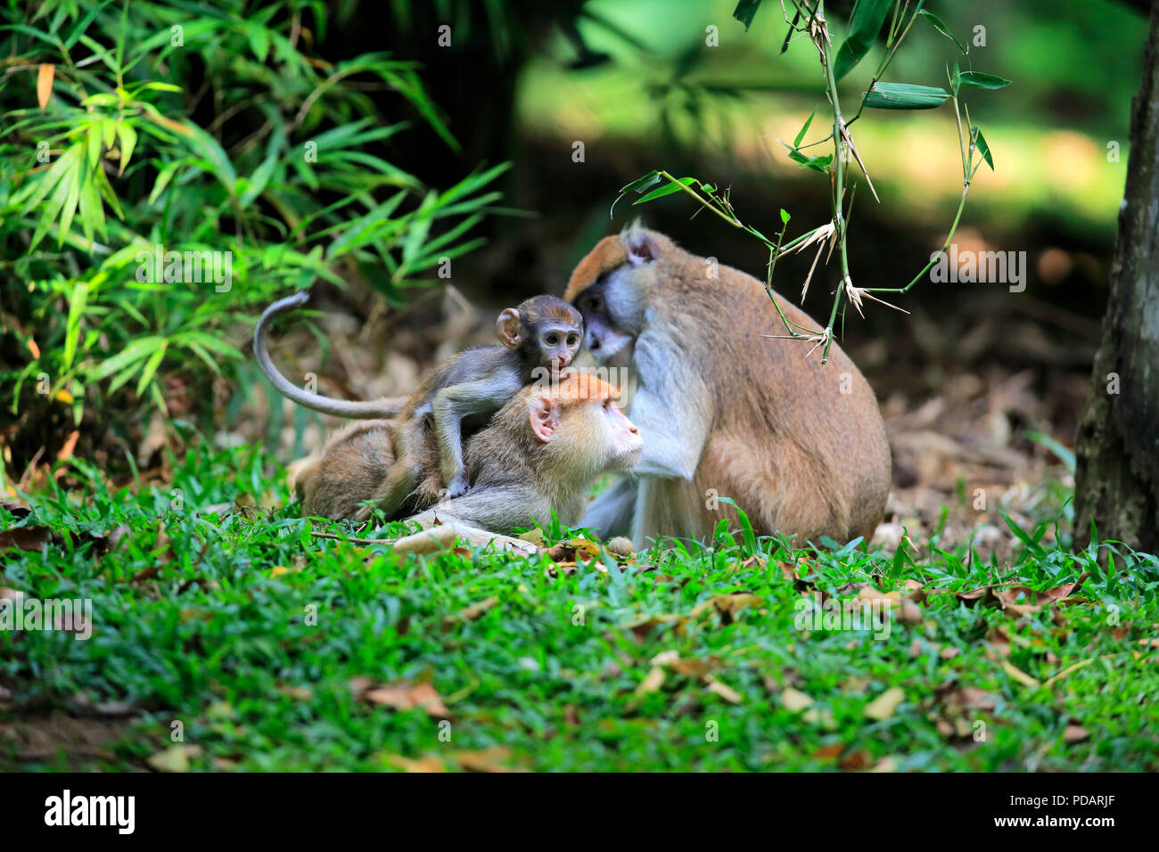 Husarenaffe, Red Monkey, Familie, Paar mit Jungen soziales Verhalten, Afrika, Erythrocebus patas Patas Stockfoto