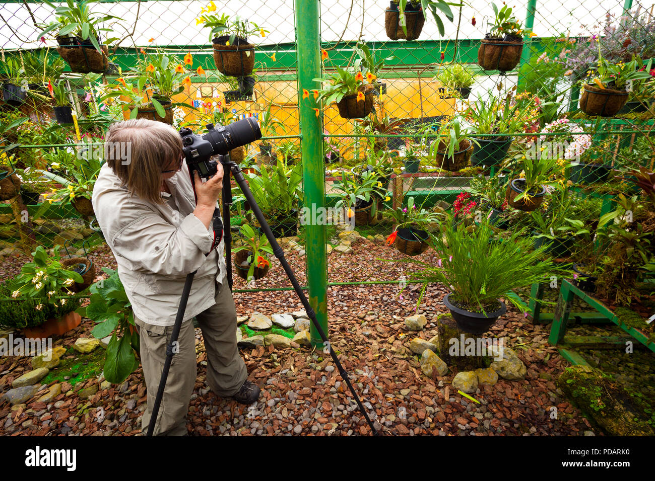 Makro Fotografen Fotos von Orchideen auf der Finca Dracula, Cerro Punta, Provinz Chiriqui, Republik Panama. Stockfoto