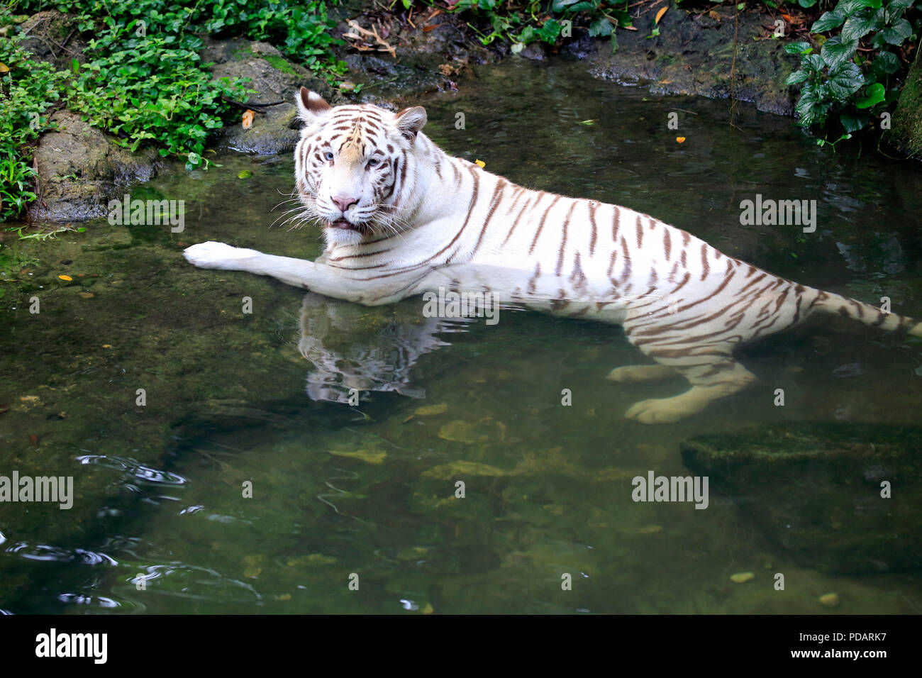 Indische Tiger weiße Form, weisse Tiger, Bengal Tiger, Erwachsene in Wasser, Indien, Asien, Panthera tigris Tigris Stockfoto