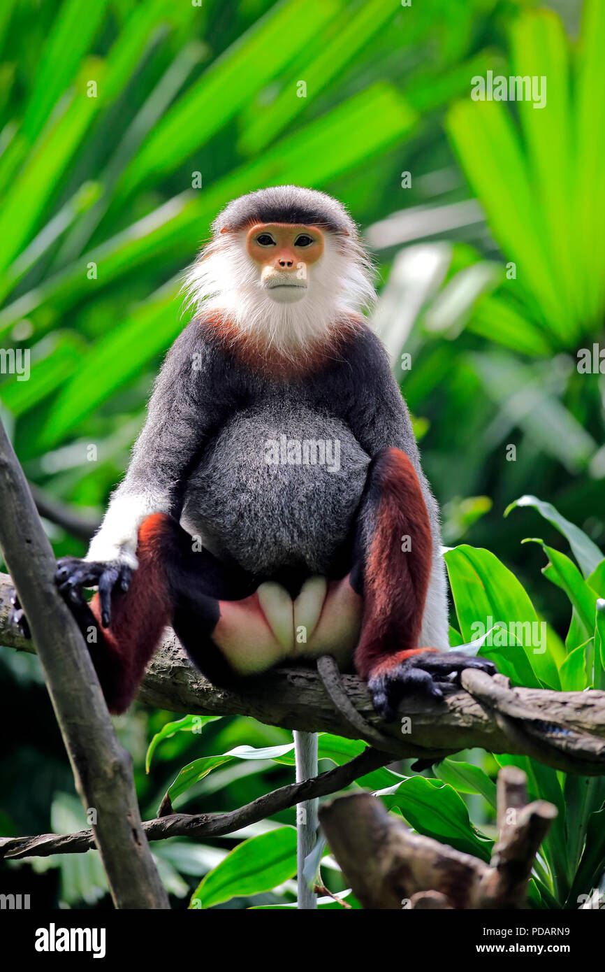 Les Marines Langur, erwachsenen Mann auf Baum, Asien, Pygathrix nemaeus Stockfoto