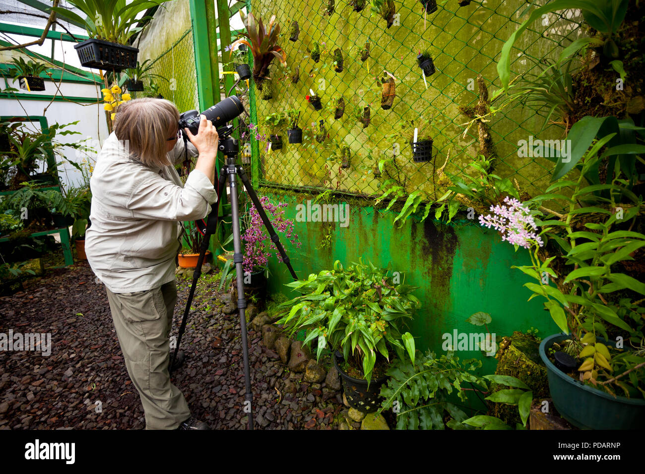 Makro Fotografen Fotos von Orchideen auf der Finca Dracula, Cerro Punta, Provinz Chiriqui, Republik Panama. Stockfoto
