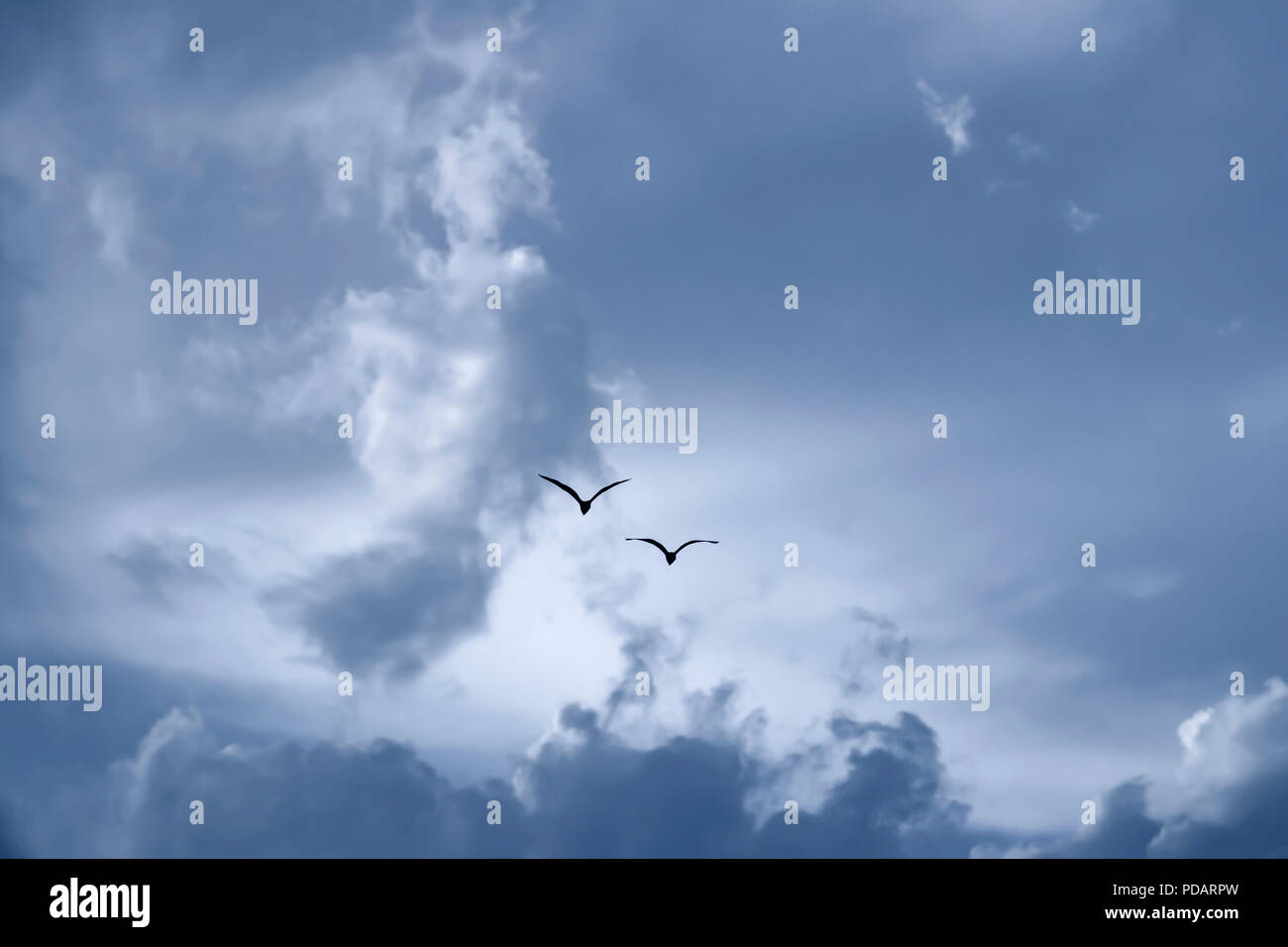 Fliegende Vögel in bewölkten Himmel Stockfoto