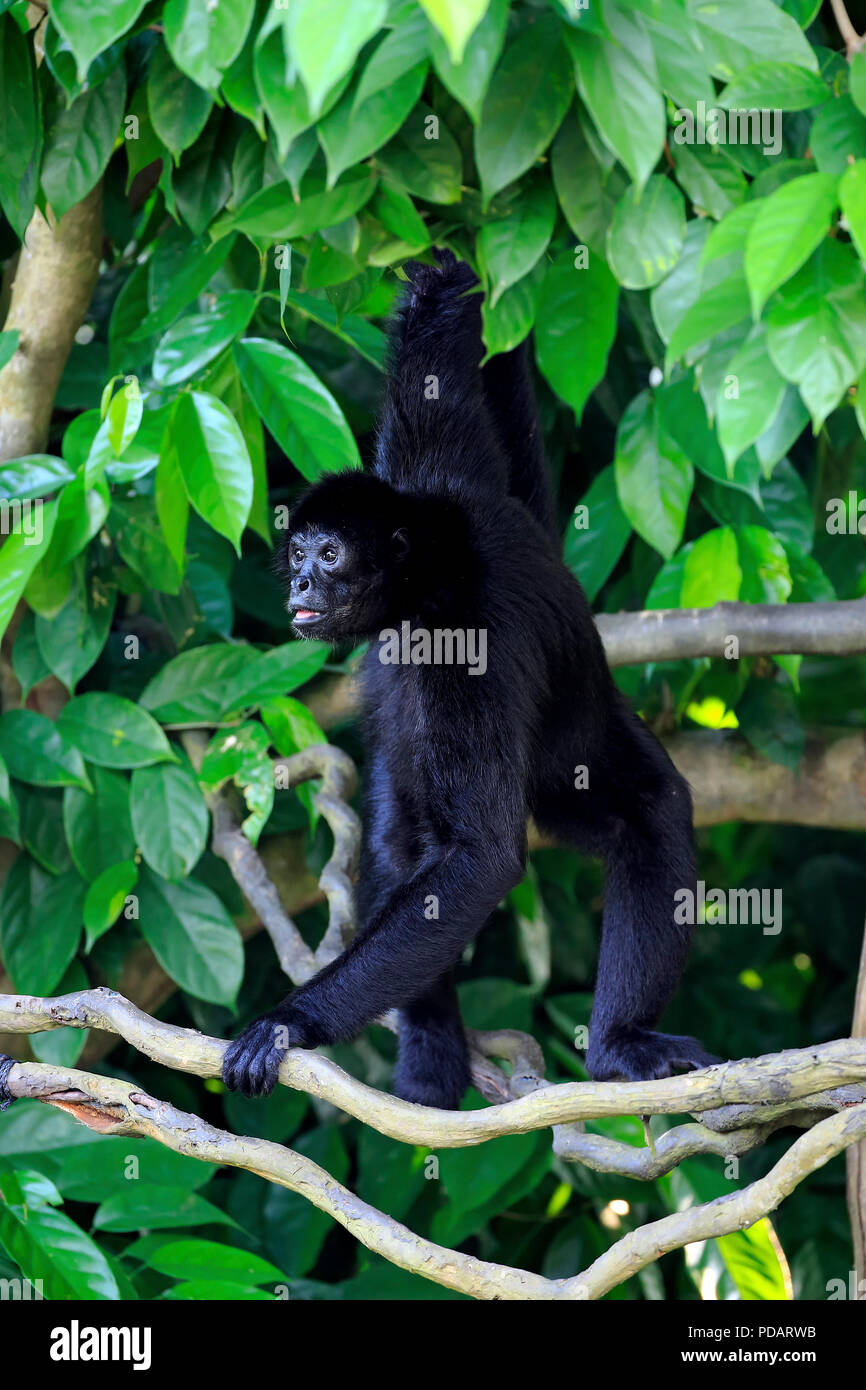 Black Spider Monkey, Erwachsenen auf Bäume zu klettern, Südamerika, Ateles paniscus Stockfoto