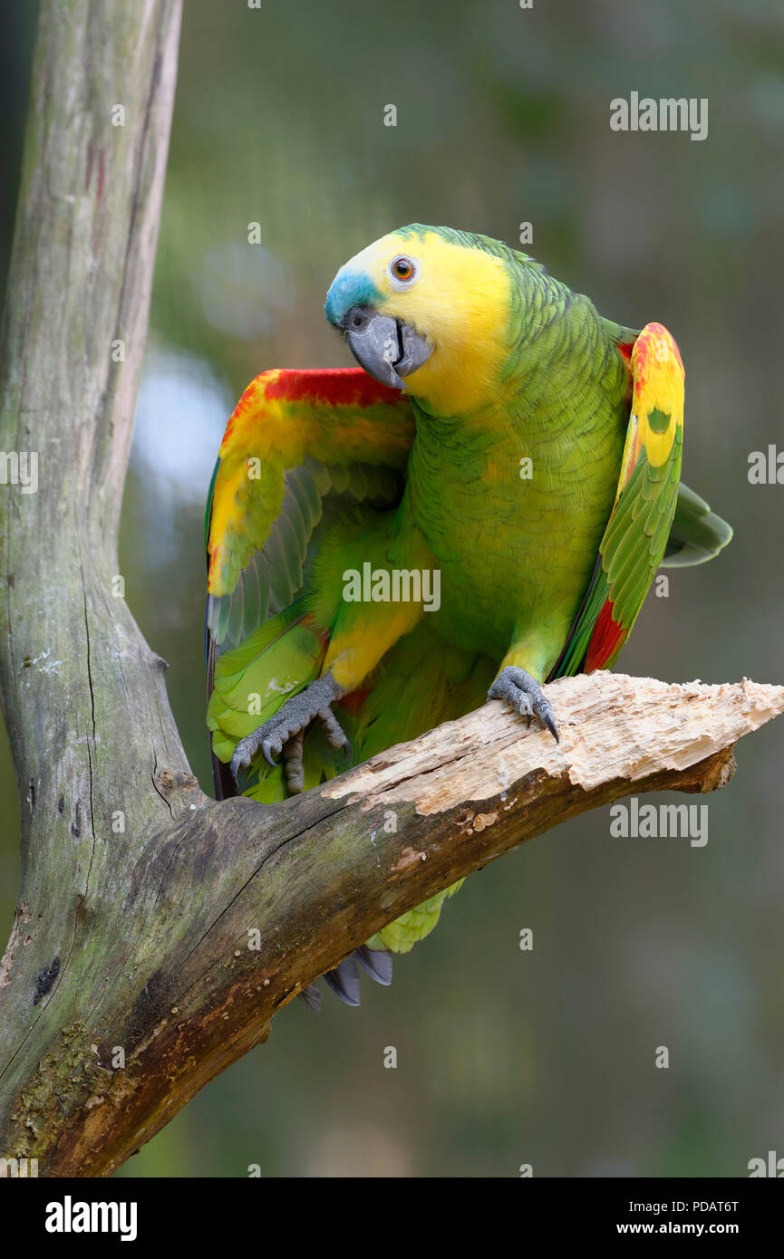 Blaue Fassade Papagei oder Blue-fronted Amazon Amazona aestiva, Iguazu National Park, Parana, Brasilien Stockfoto