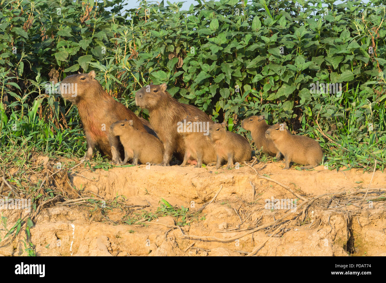 Capybara Hydrochaeris hydrochaeris Familie an einem Flussufer, Cuiaba Fluss, Pantanal, Mato Grosso, Brasilien Stockfoto