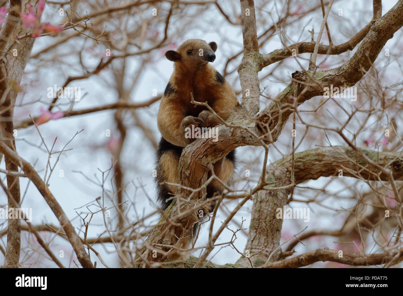 Southern tamandua oder collared Ameisenbär oder weniger Ameisenbär Tamandua tetradactyla klettern auf einen Baum, Pantanal, Mato Grosso, Brasilien Stockfoto