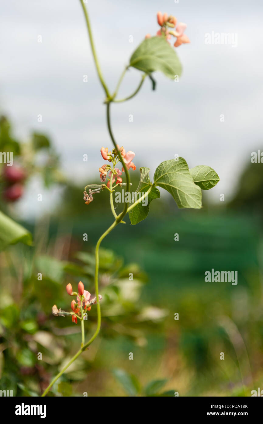 Runner bean Blumen in einem Schrebergarten, UK. Stockfoto