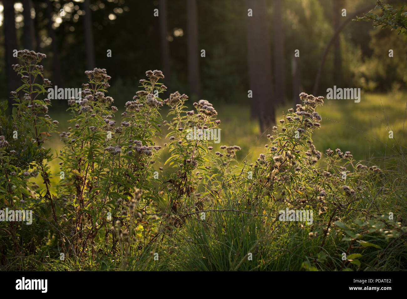 Hanf - agrimony, Eupatorium cannabinum, wächst an den Rand eines Waldes neben Nadelwäldern in Dorset England UK GB Stockfoto