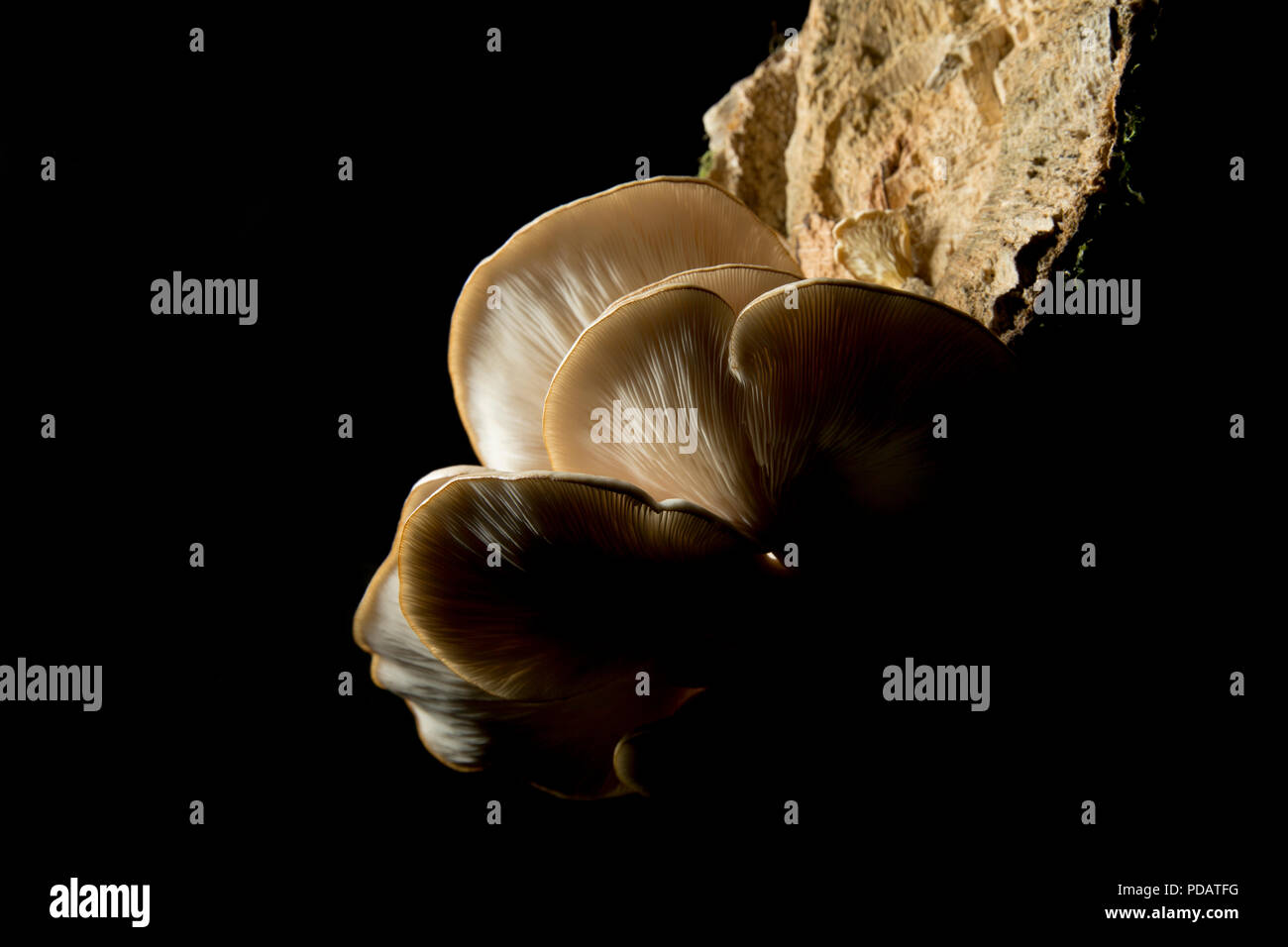 Austernpilze, Pleurotus ostreatus, wächst an einem toten, gefallenen Baum im New Forest Hampshire England UK GB Stockfoto