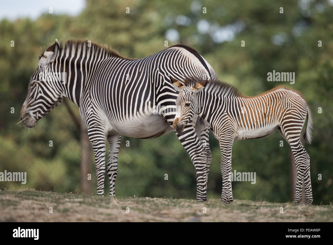 Ein neues Baby GrŽvy Zebra mit seiner Mutter Akuna im West Midlands Safari Park, Bewdley. Das noch zu benennung Zebra wurde von Erstmutter Akuna und Vater Quigley geboren. Stockfoto