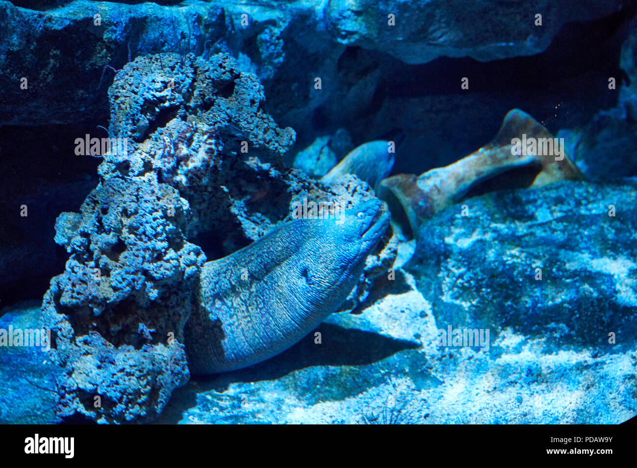 Unterwasser shot mit Meer predator Mediterrane Moray Stockfoto