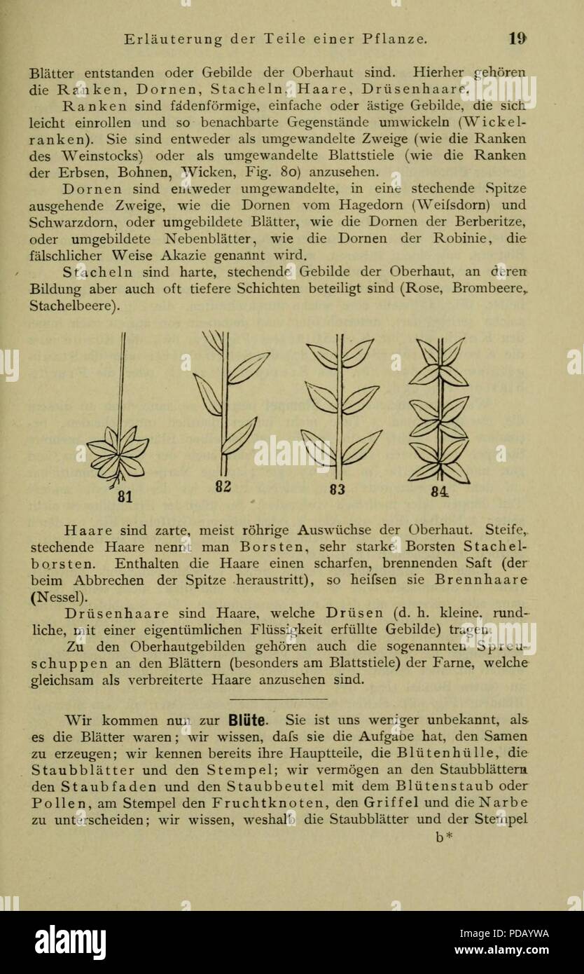 Anleitung Zum Botanisieren Und Zur Anlegung von Pflanzensammlungen (Seite 19) Stockfoto