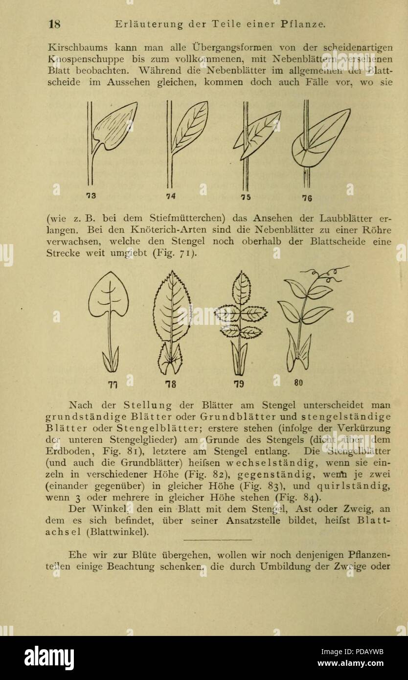 Anleitung Zum Botanisieren Und Zur Anlegung von Pflanzensammlungen (Seite 18) Stockfoto