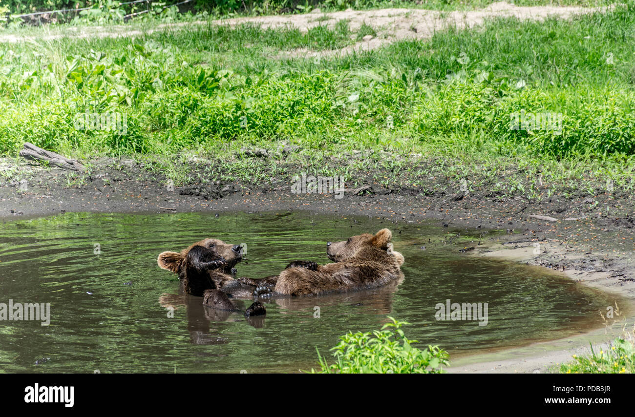 Zwei Grizzly Bären genießen eine Pool Party Stockfoto