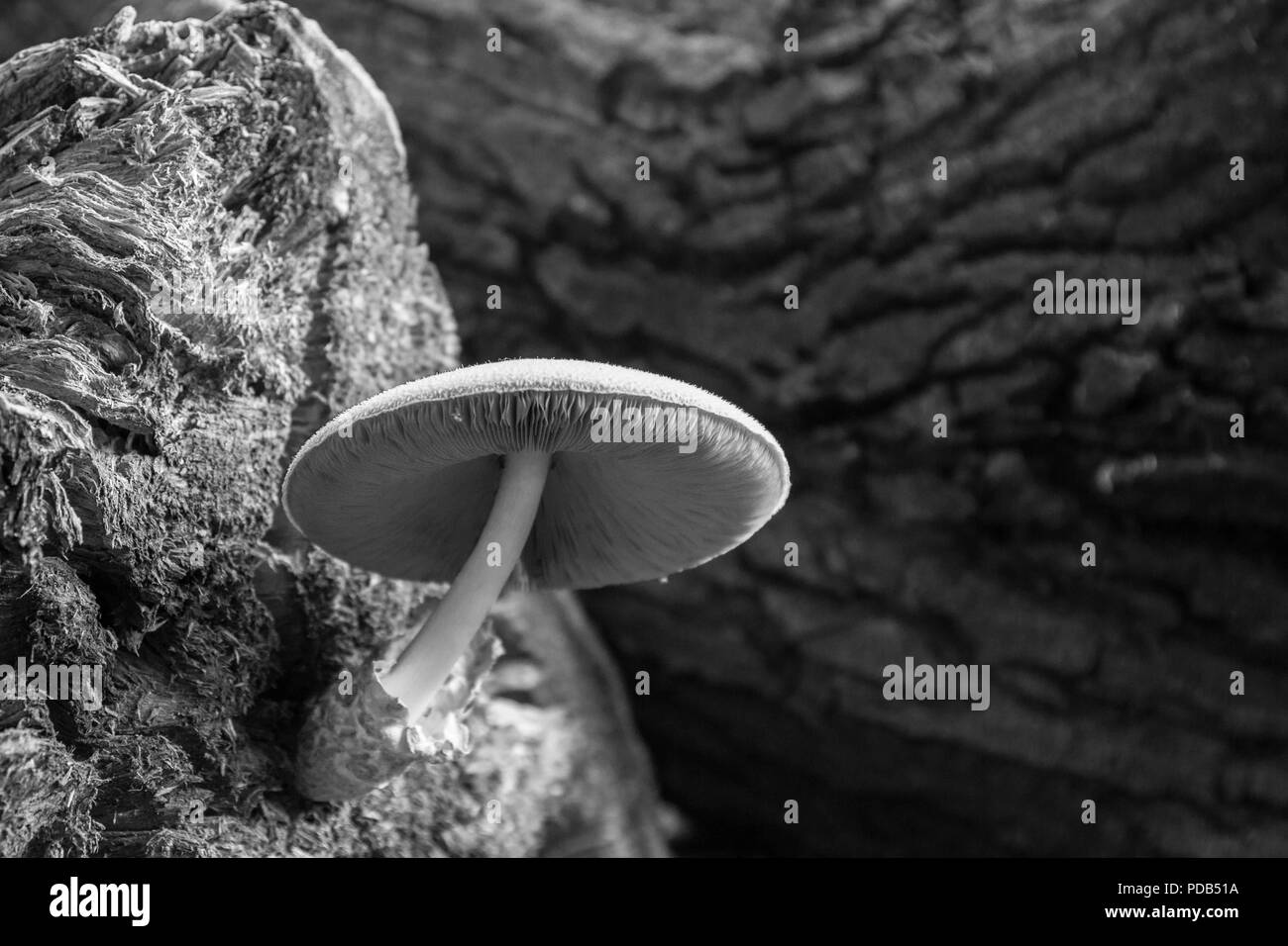 Makro Pilz auf alten und toten Baumstumpf im Wald Stockfoto