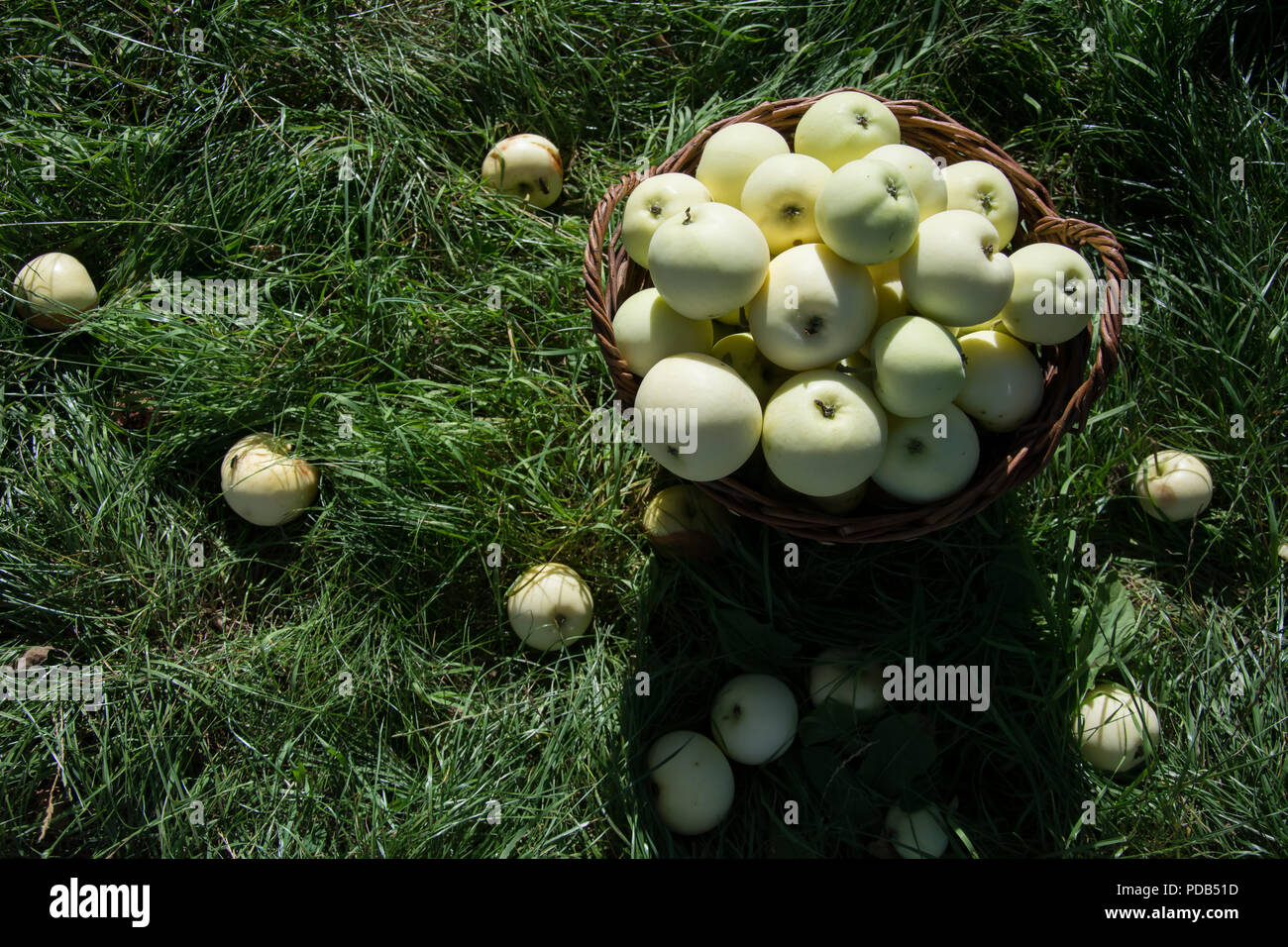 Weidenkorb voller Licht grüne Äpfel - stehen auf Gras, die von gefallenen Äpfeln umgeben - Bird's Eye View Stockfoto