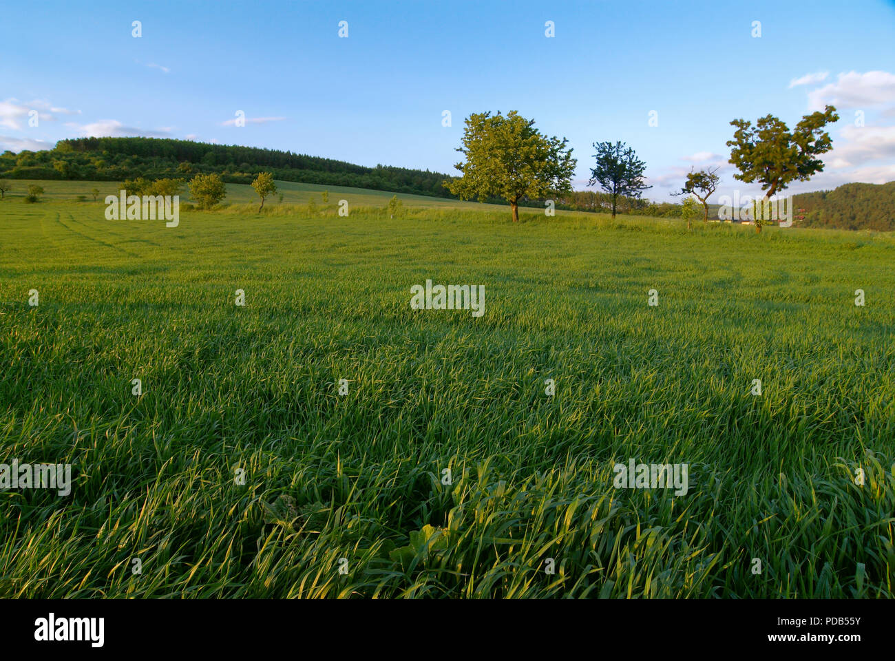 Foto von einer ländlichen Landschaft. frühen Sommermorgen. Stockfoto