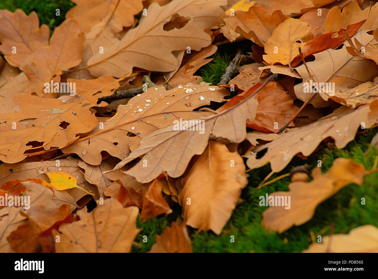 Die Blätter einer Eiche zur Festlegung auf grünem Gras. Stockfoto