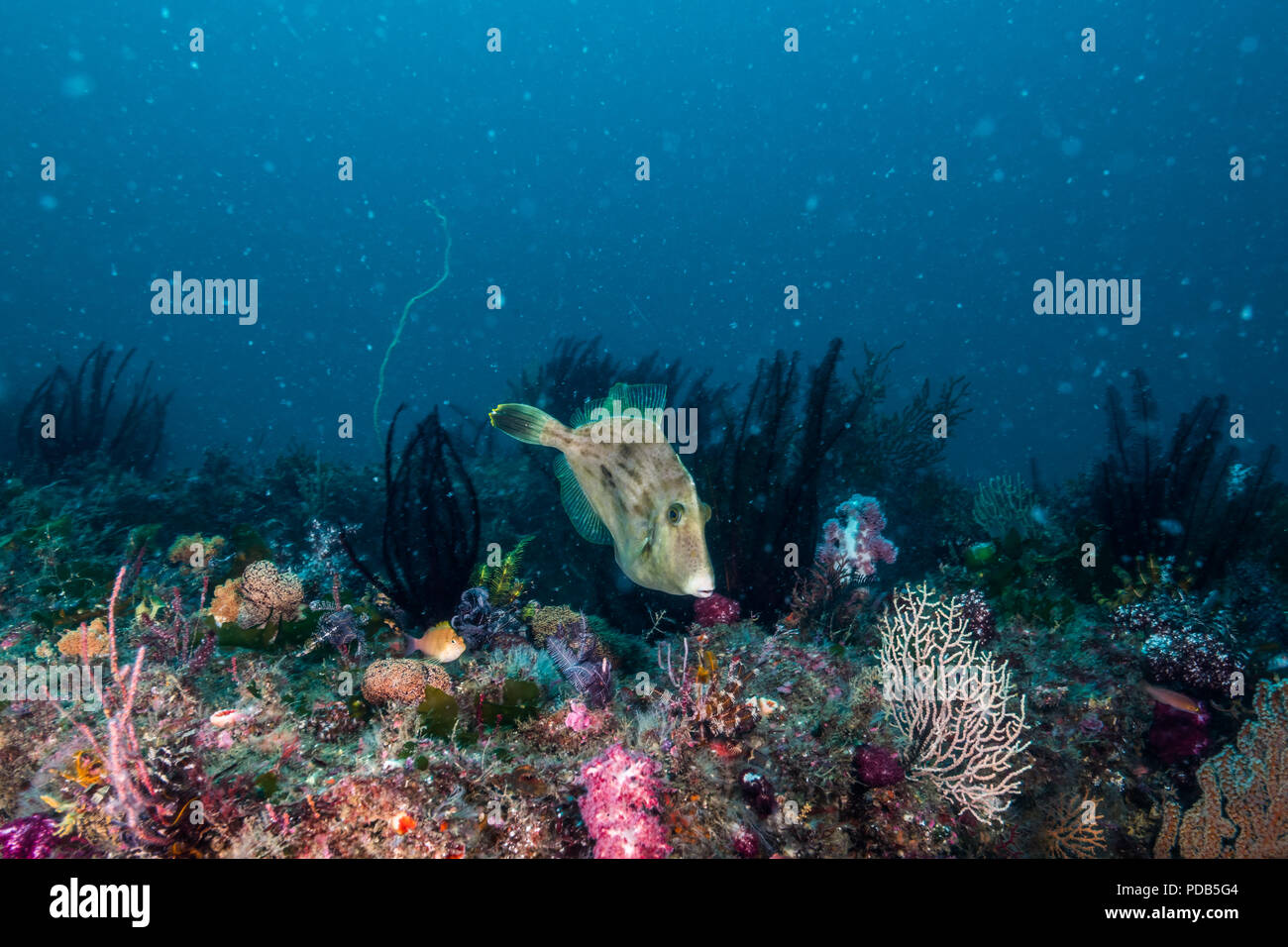 Filefish, Stephanolepis Threadsail cirrhifer (Temminck & Schlegel, 1850), Schwimmen um Fisch Reef. Owase, Mie, Japan-20 m Stockfoto