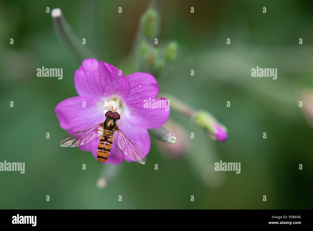 Hoverfly Pollen sammeln von Lila Blume. Stockfoto