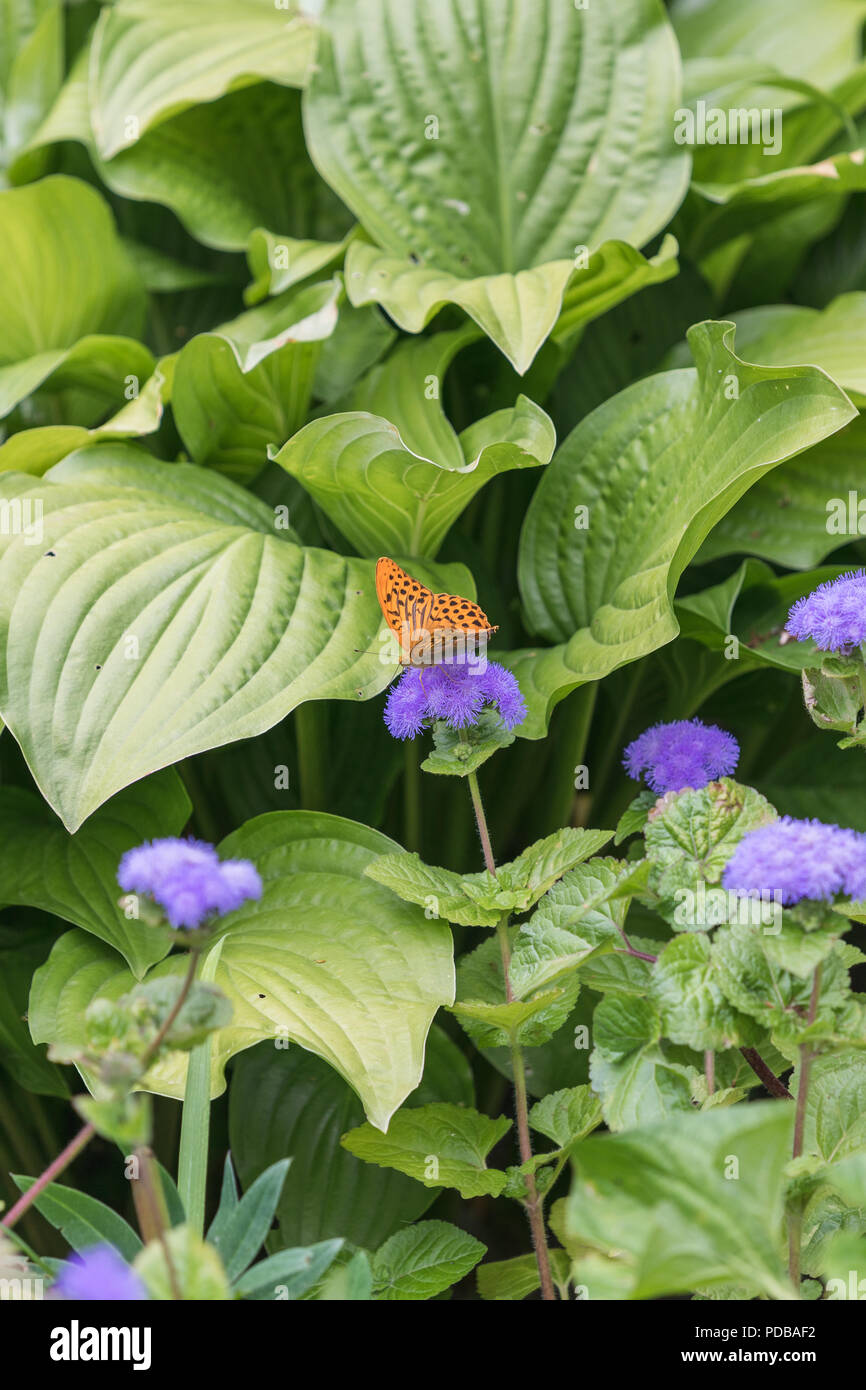 Orange Schmetterling in der Fürst Pückler Park Bad Muskau Deutschland Stockfoto